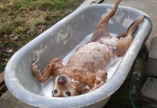 01-24-48-dog-taking-a-bath