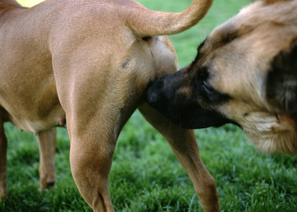 dog-sniffing-butt-thinkstock-187399292-590lc04011412-57-48-.jpg